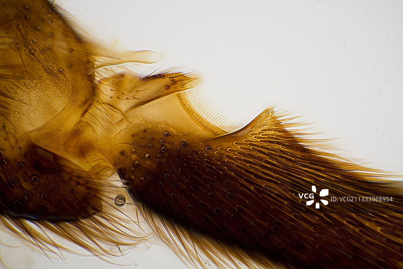 工蜂腿上的花粉袋图片素材