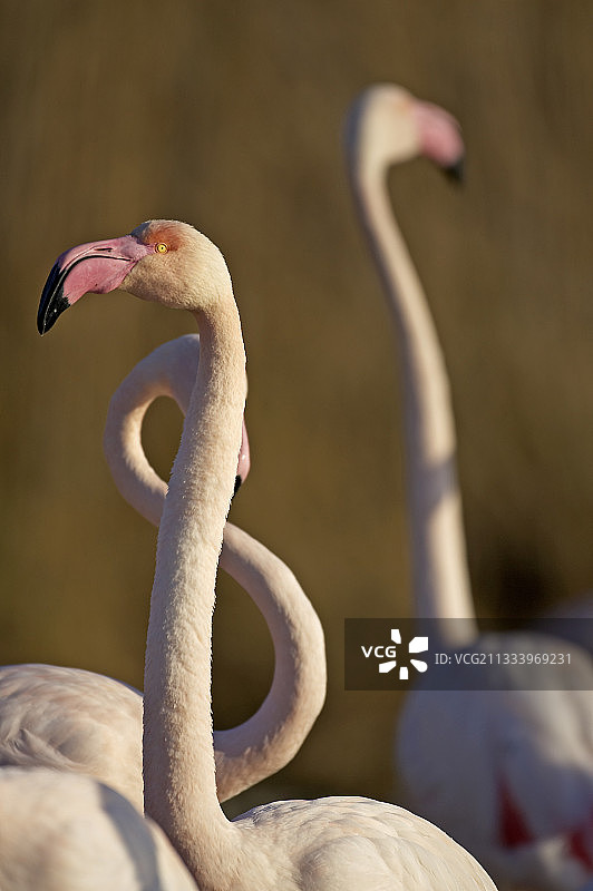 法国卡马格尔大火烈鸟肖像图片素材