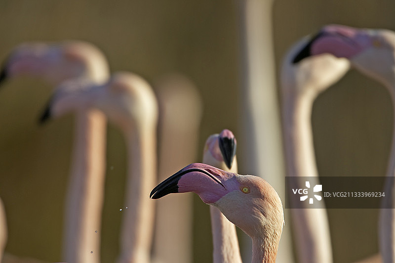 法国卡马格尔大火烈鸟肖像图片素材