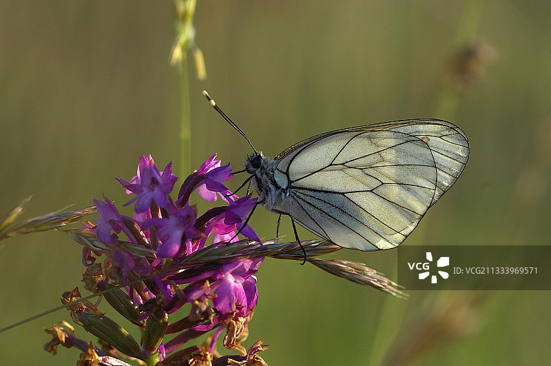 菜粉蝶授粉图片素材