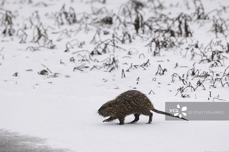 河狸鼠在法国阿利埃河岸边行走图片素材