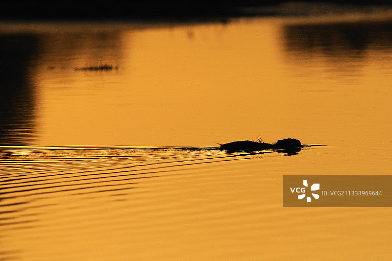 在法国阿利埃河黄昏时游泳的河狸鼠图片素材