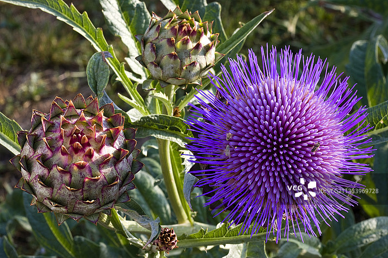 法国普罗旺斯野生洋蓟花图片素材