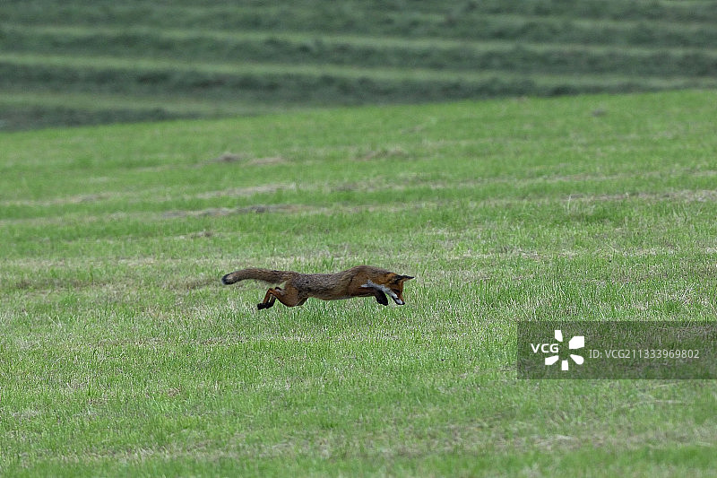 在法国孚日山脉草地狩猎的红狐图片素材