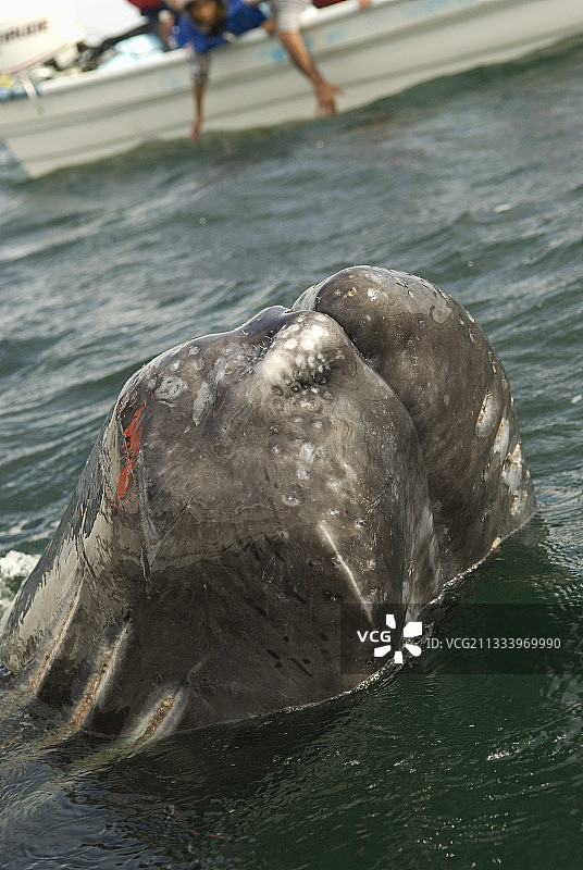 灰鲸将头顶伸出水面图片素材