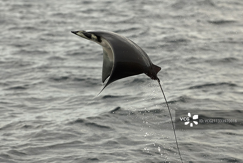 加利福尼亚湾跳跃的蝠鲼图片素材