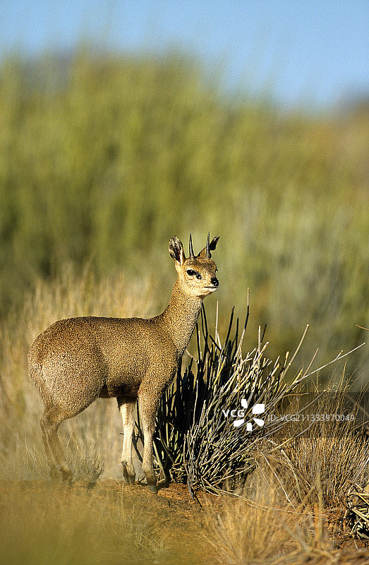 奥格拉比斯瀑布国家公园的柯氏犬羚图片素材