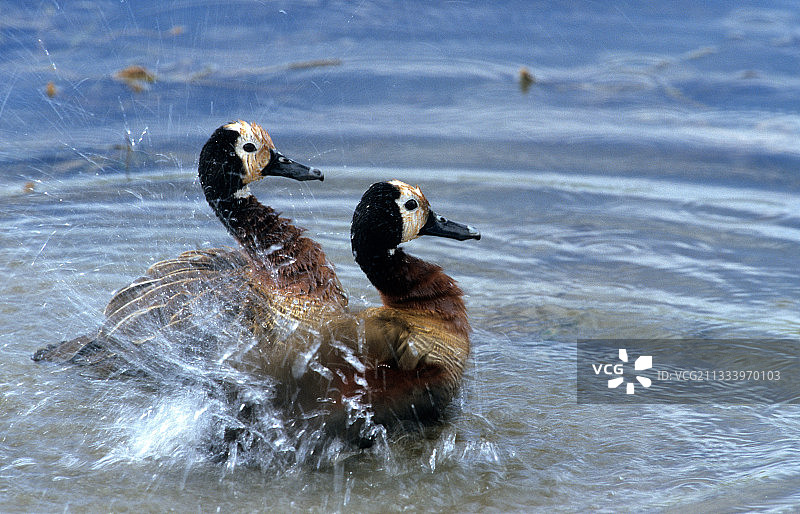白脸哨鸭在皮拉内斯堡水中嬉戏图片素材