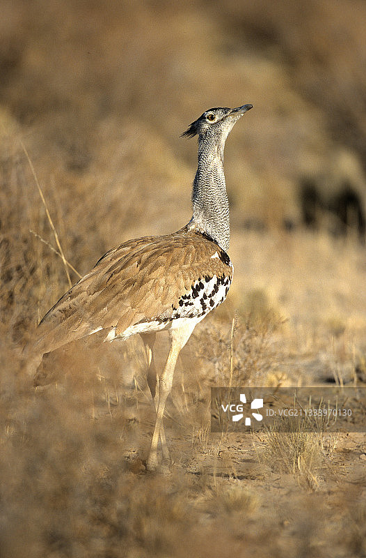 柯利鸨，克鲁格稀树草原，南非图片素材