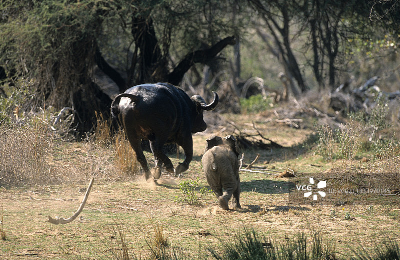 幼年非洲象追逐克鲁格的非洲水牛图片素材