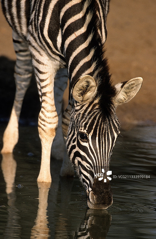 在南非姆库泽保护区喝水的普通斑马图片素材