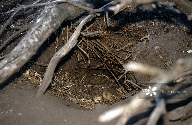 南非博尔德斯海滩上的企鹅巢中的蛋图片素材