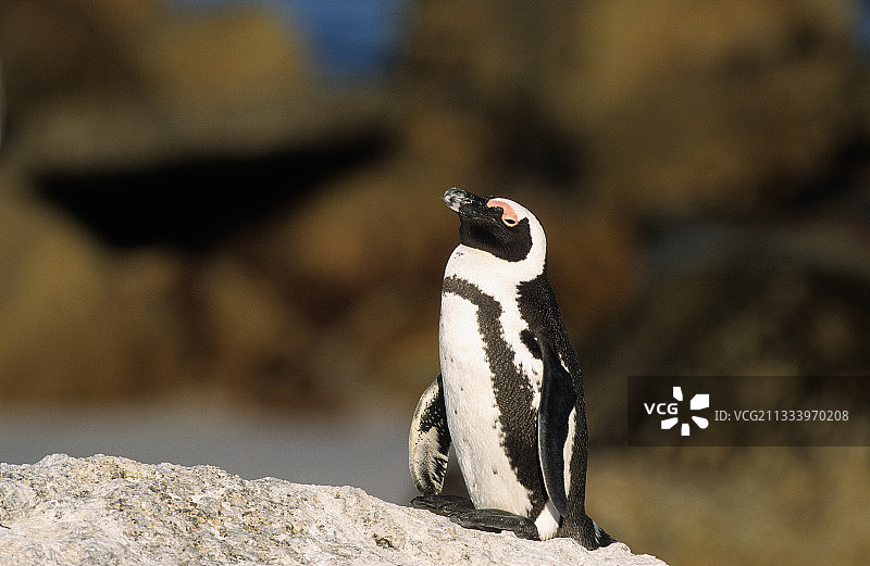南非巨石海滩上的蠢企鹅图片素材