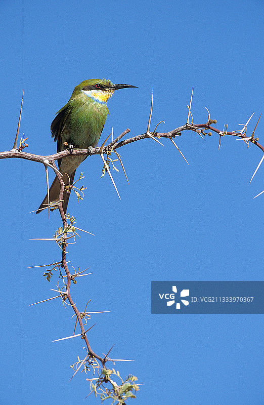 卡拉哈迪，南非，树枝上的燕尾蜂虎图片素材