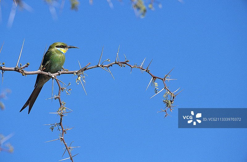 卡拉哈迪，南非，树枝上的燕尾蜂虎图片素材