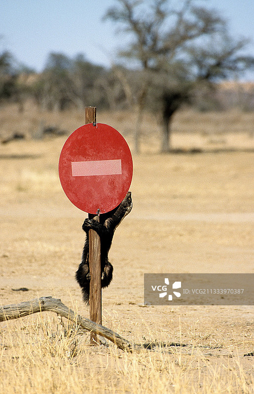 攀爬柱子的蜜獾，卡拉哈迪，南非图片素材