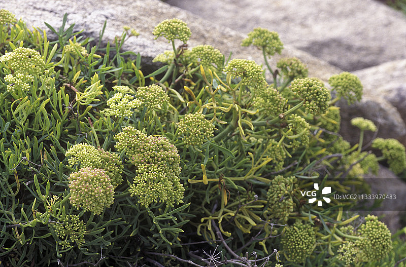 克罗克斯岛布列塔尼法国盛开的海茴香图片素材