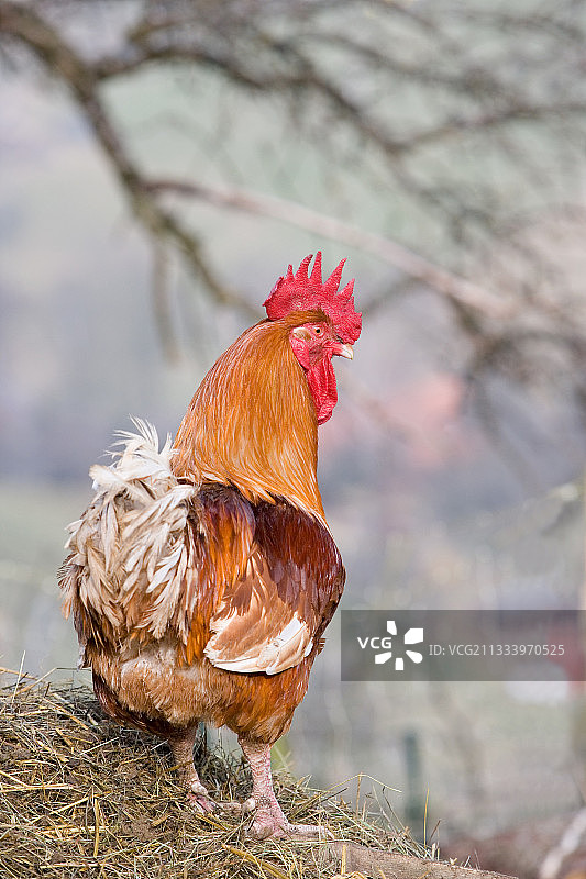 法国农场院子里的红色公鸡图片素材