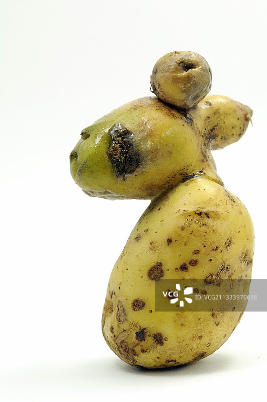 形状奇特的“宾杰”土豆图片素材