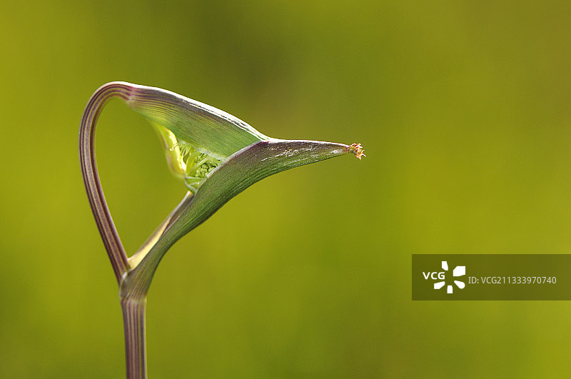 七月生长期间的伞形鸟状植物图片素材