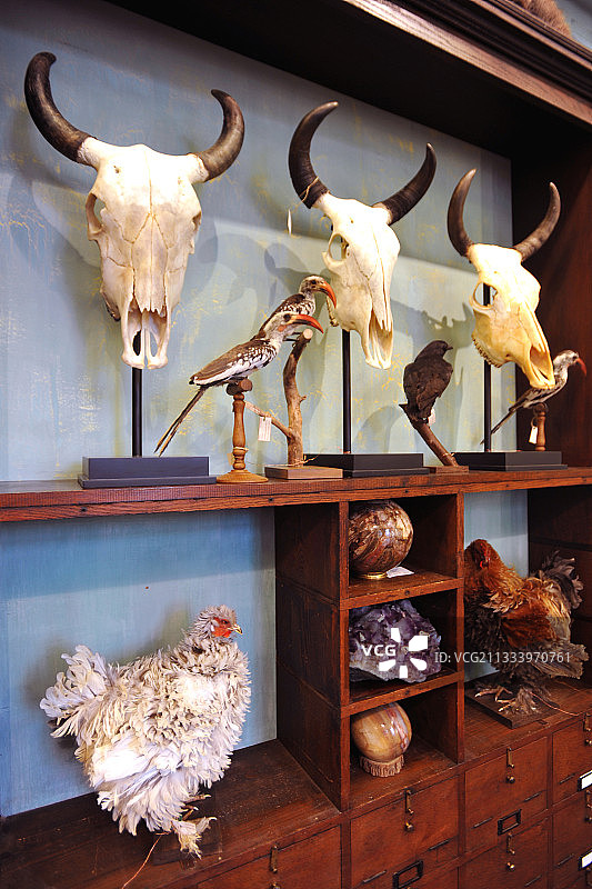 路易-阿尔伯特·德·布罗格利： Deyrolle标本店图片素材