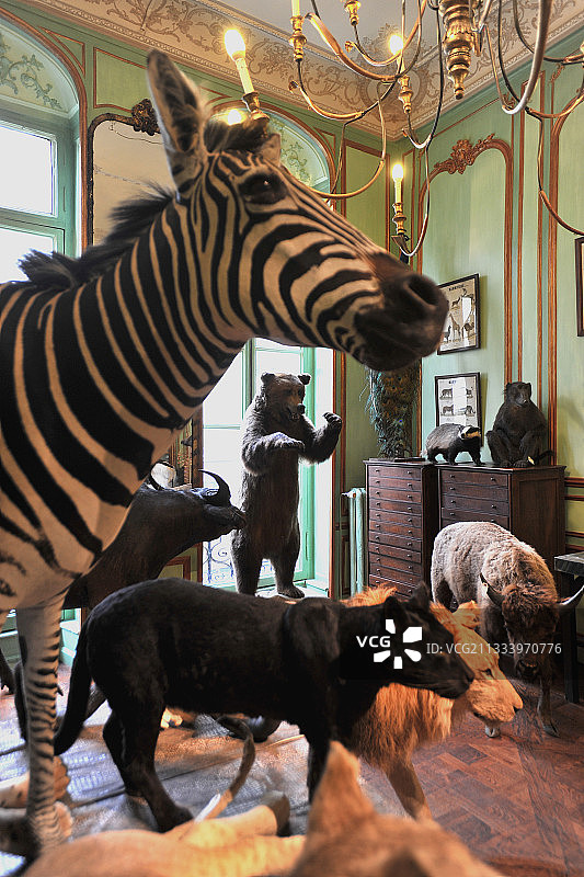 戴罗勒珍奇屋：昆虫、化石与标本图片素材