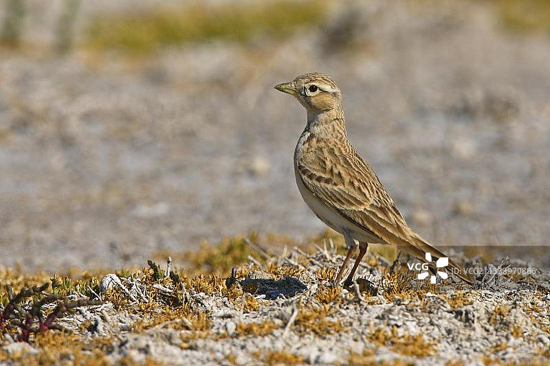 希腊地面上的小短趾百灵鸟图片素材