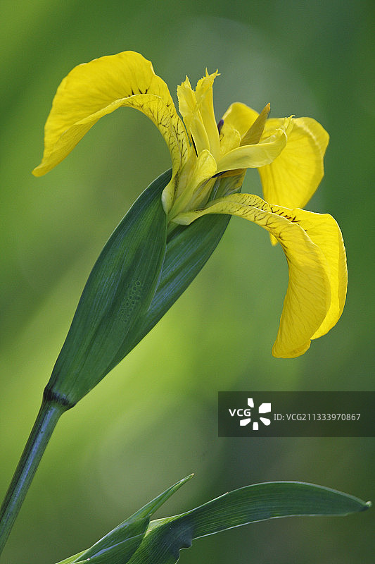 法国鸢尾图片素材