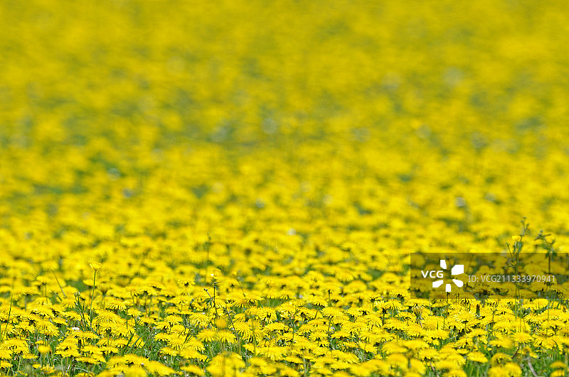 法国弗朗什-孔泰草甸上盛开的蒲公英图片素材