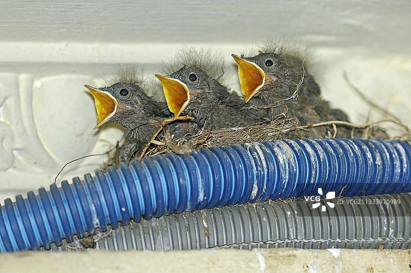 在法国电气管道上的小黑红尾鸲鸟巢图片素材