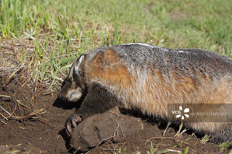 美洲獾在美国扒土图片素材