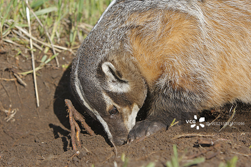 美洲獾在美国扒土图片素材