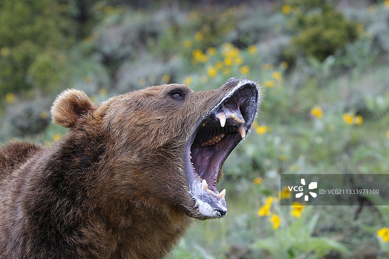 张开下颚的灰熊肖像，美国图片素材