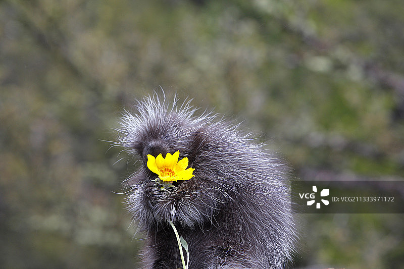 正在吃黄色花朵的年轻美洲豪猪，美国图片素材