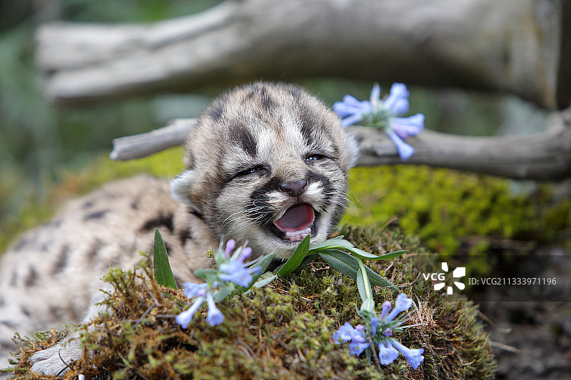 幼年美洲狮在蒙大拿州喵喵叫图片素材