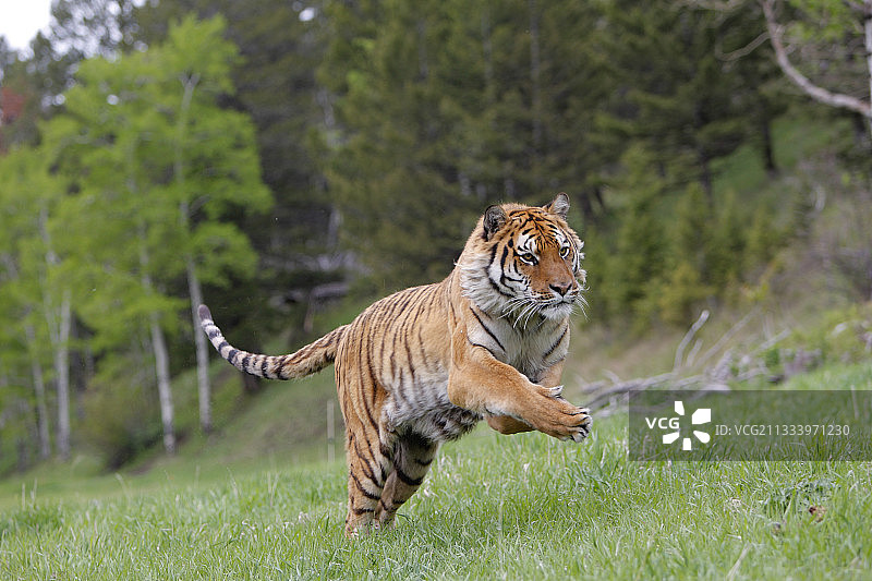 草地上奔跑的东北虎图片素材