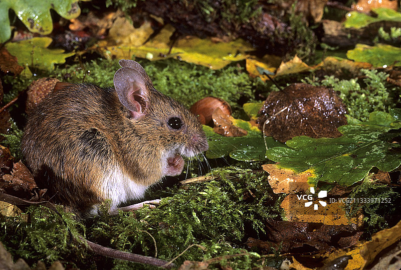 黄颈鼠图片素材