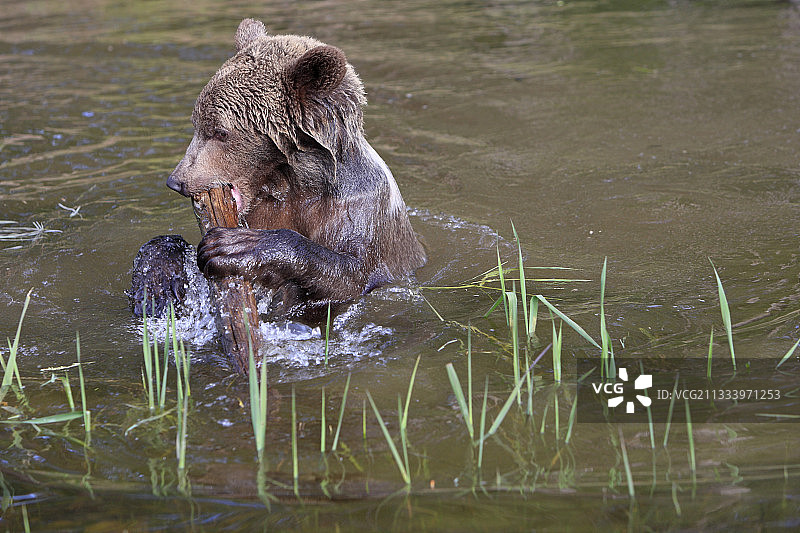 2岁半的灰熊在蒙大拿州的水中啃咬木头图片素材