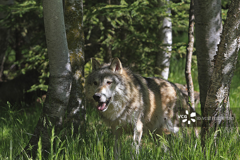 美国蒙大拿州灌木丛中的灰狼图片素材