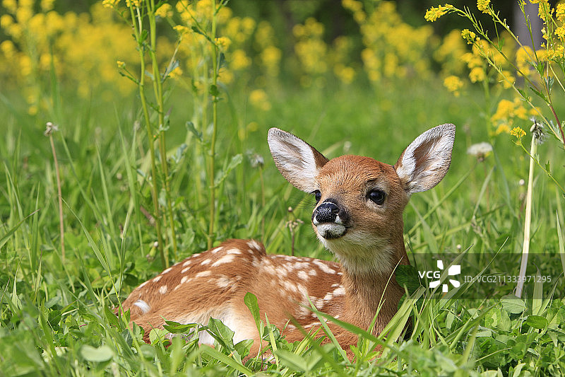 明尼苏达州草地上的小只白尾鹿图片素材