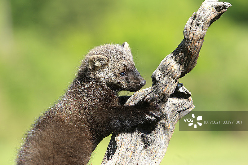 美国明尼苏达州树枝上的渔貂图片素材