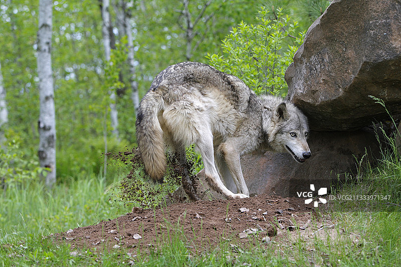狼在他位于美国明尼苏达州的巢穴入口处图片素材
