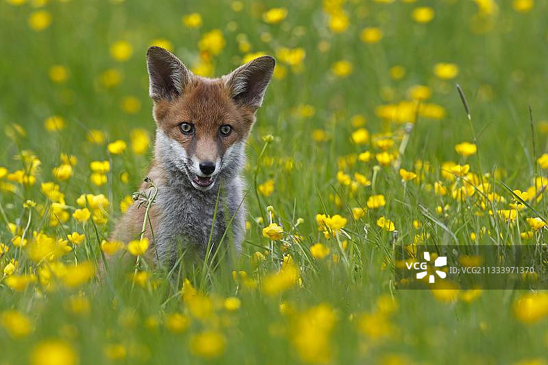 坐在开花草地上的小红狐图片素材