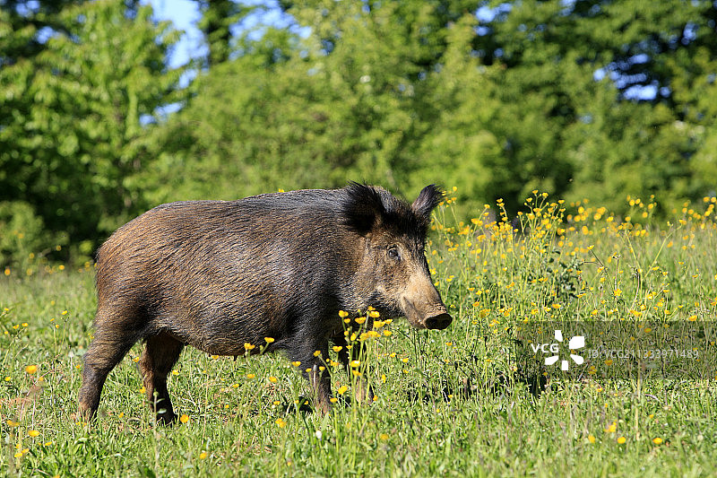 草地上的野猪，法国弗朗什-孔泰图片素材