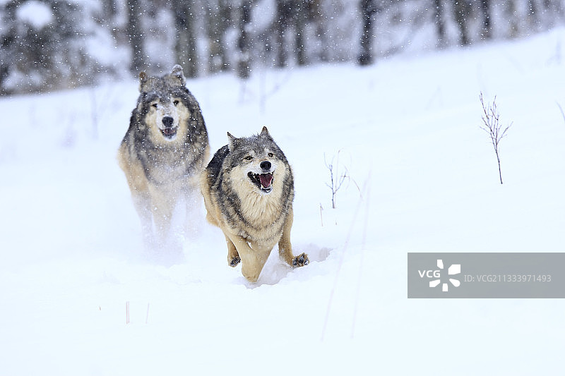 美国蒙大拿州雪地奔跑的灰狼图片素材