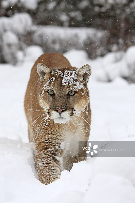 冬季蒙大拿州森林空地中的美洲狮图片素材