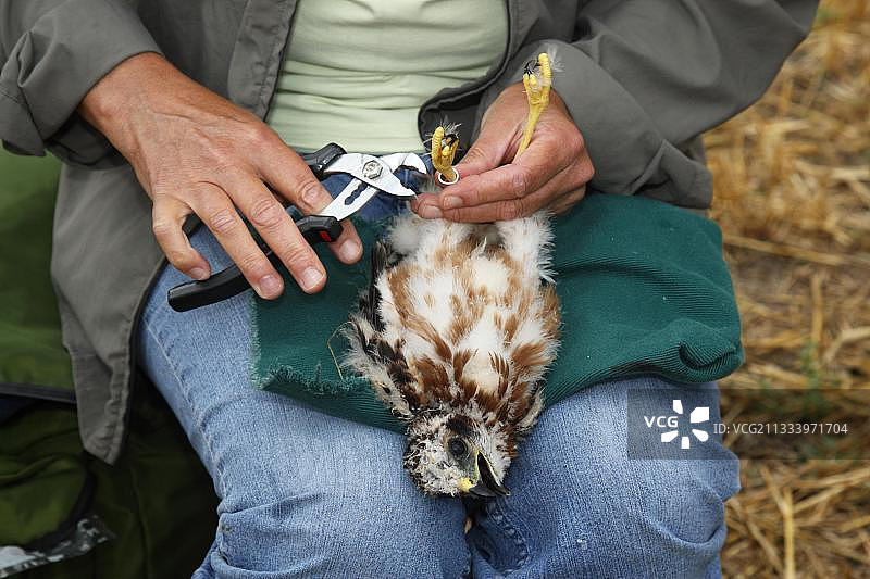 在法国标记鹞式猛禽图片素材