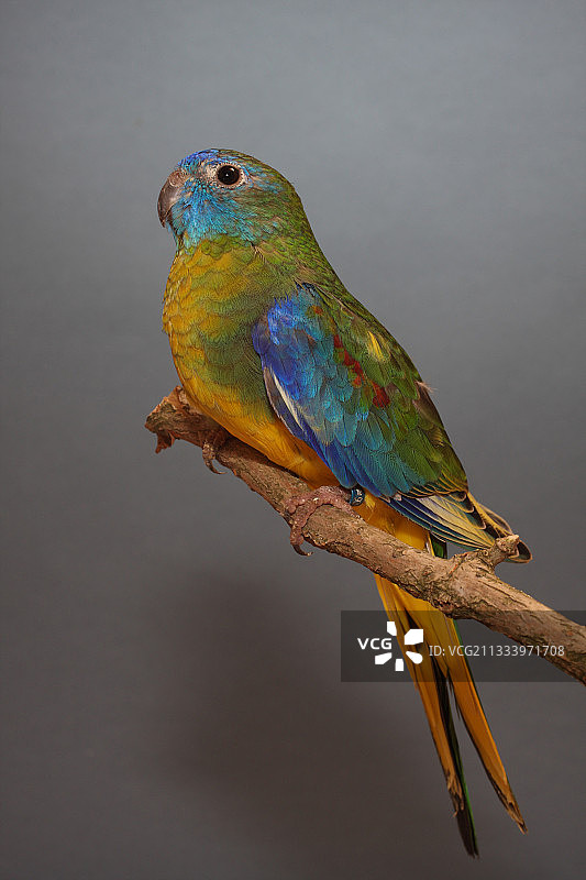 树枝上的绿松石鹦鹉野生型图片素材