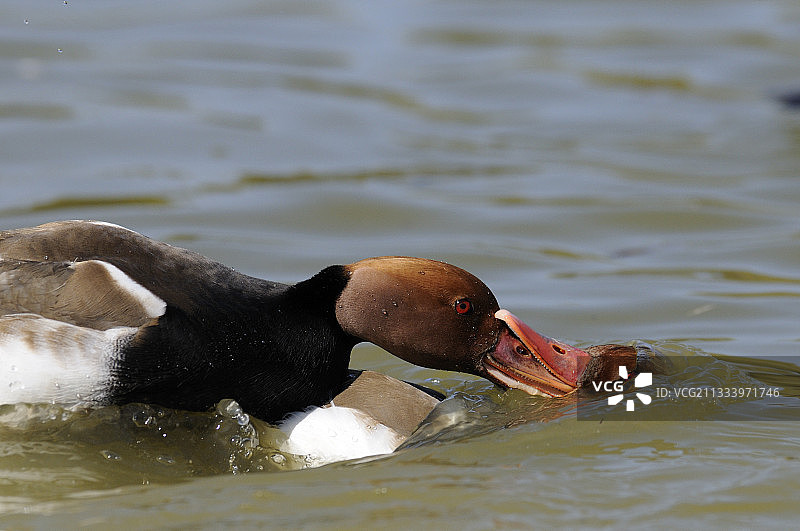 两只雄性红头潜鸭之间的争斗图片素材