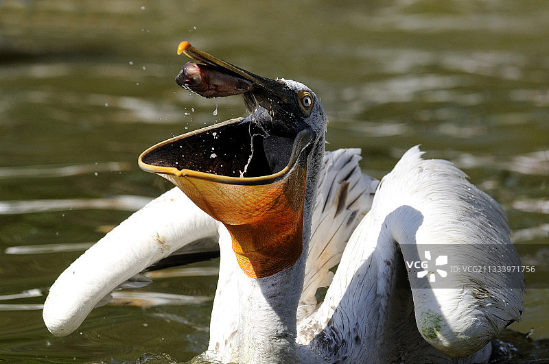 达尔马提亚鹈鹕在水面吃鱼图片素材